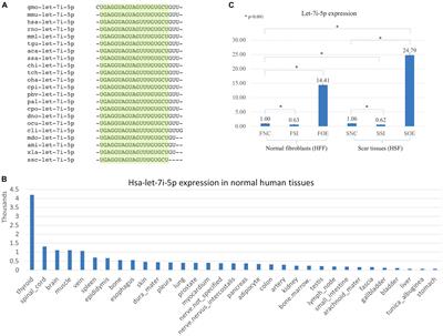 Let-7i-5p Regulation of Cell Morphology and Migration Through Distinct Signaling Pathways in Normal and Pathogenic Urethral Fibroblasts